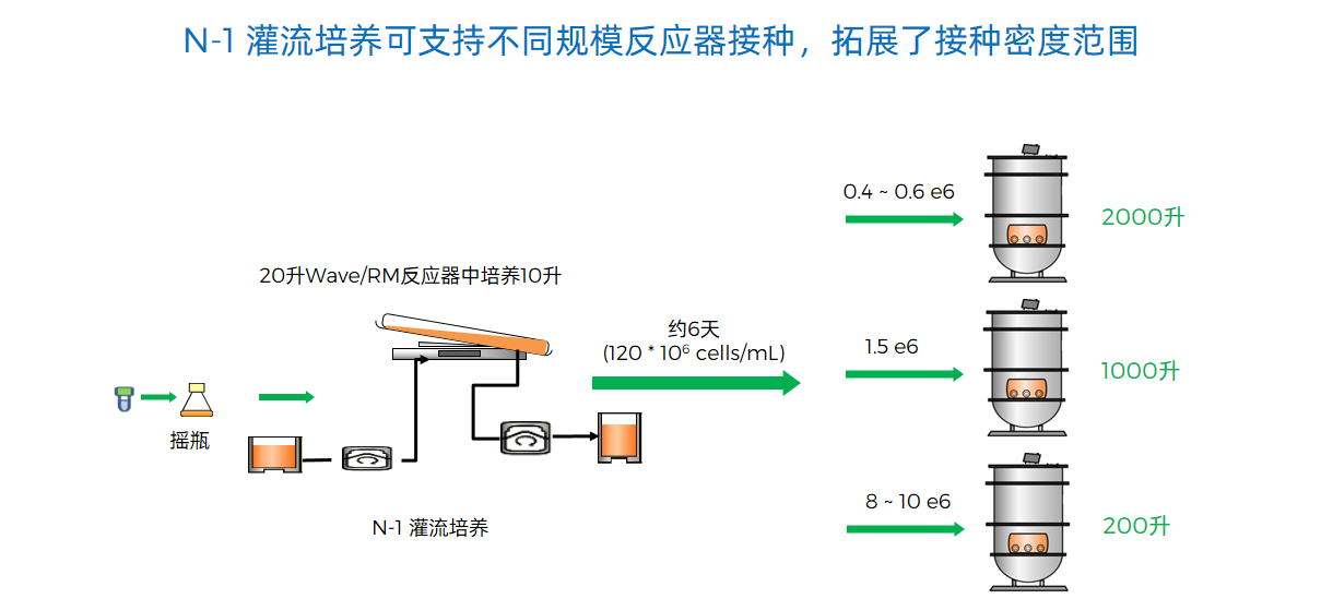 N-1 灌流培养可支持不同规模反应器接种，拓展了接种密度范围